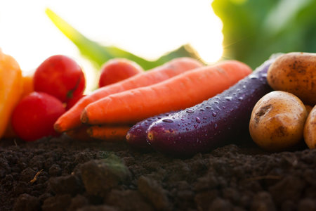 Eggplant and various of vegetable put on soil after harvested. vegetarian food, agriculture, healthy...