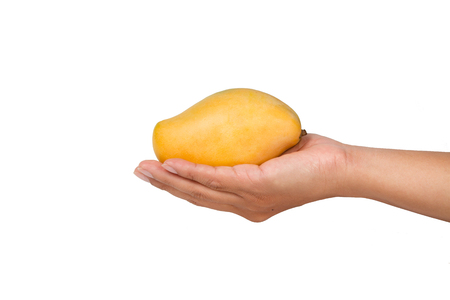 Yellow ripe mango on farmer hand isolated white backgroundの写真素材
