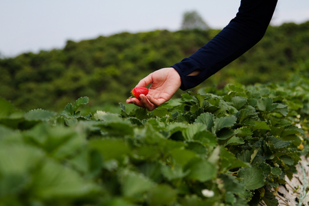 Woman picking strawberry at outdoor strawberry gardenの写真素材