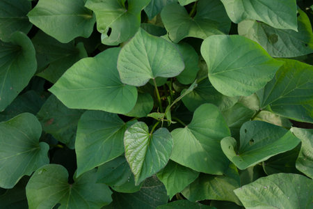 Sweet potato leaf at farm top view