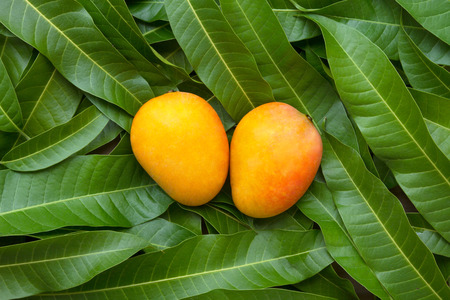 Mango tropical fruit on green leaf background, top viewの写真素材