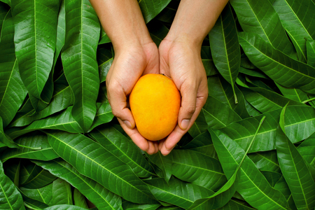Mango fruit on cupped hand of farmer with green leaf background. organic product of fruit harvest with care and direct delivery to customer by heart.の写真素材