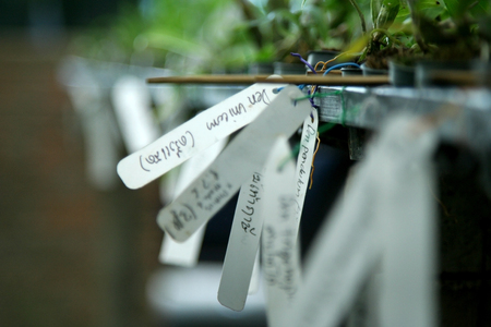 Name tag of orchid seedling at orchid nursery farm. orchid care and farm concept.の写真素材