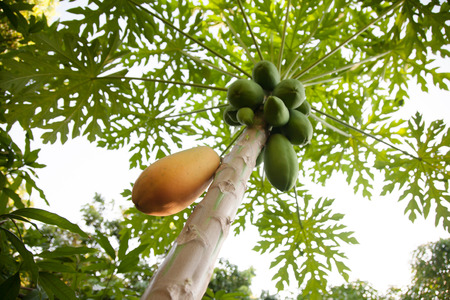 Grow papaya concept. Ripe papaya on treeの写真素材