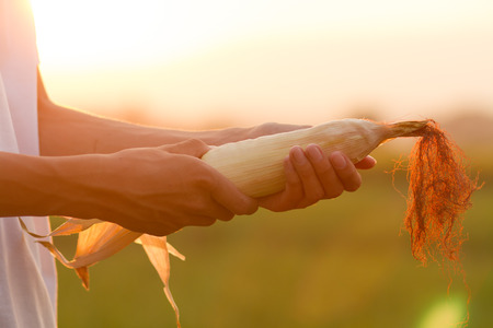 Farmer hold corn on hand at sunset background. Harvest corn at rural farmlandの写真素材