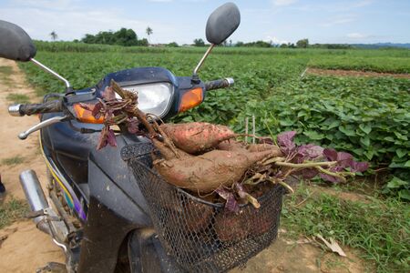 Fresh product of sweet potato ready to deliveryの写真素材