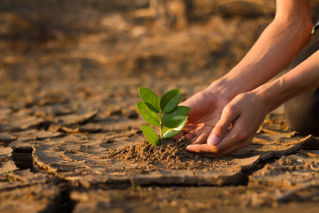 Hand of young children or teenager planting a tree on dry cracked land to recovery a nature to green...