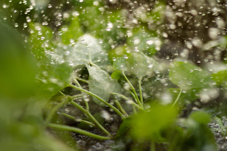 Watering vegetable at garden.