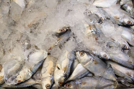 Fresh sea food marketの写真素材