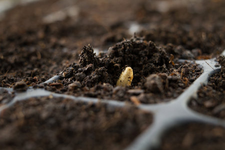 Sowing seed, Hand of expert farmer greeting his seedling of vegetable that grow in nursery pot with black healthy soil at home garden. Vegetable gardening, Planting a flower and tree concept.の写真素材
