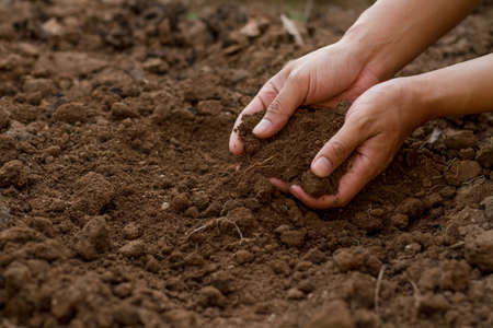 Sowing seed, Hand of expert farmer greeting his seedling of vegetable that grow in nursery pot with black healthy soil at home garden. Vegetable gardening, Planting a flower and tree concept.の写真素材