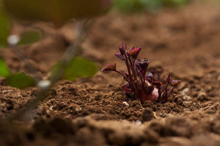 Sweet potato sprout growing from the healthy soil at plant nursery in the greenhouse.の写真素材