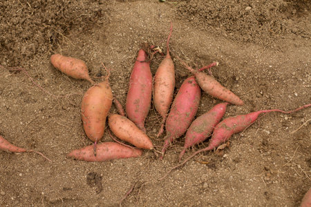 Sweet potato product just harvest prepare for sale on winterの写真素材