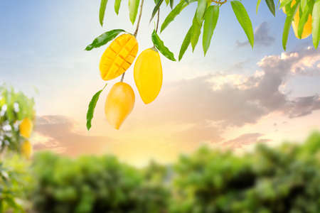 Bunch of Tropical yellow mango fruits hanging on tree with farm and sunset on background. Mango product background concept.の写真素材