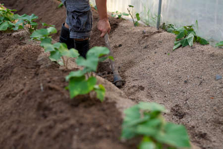 Farmer using a hoe create a ridge, grow vegetable in greenhouse.の写真素材