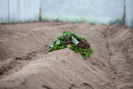 Seedling sweet potato put on dirt prepare for grow in greenhouseの写真素材