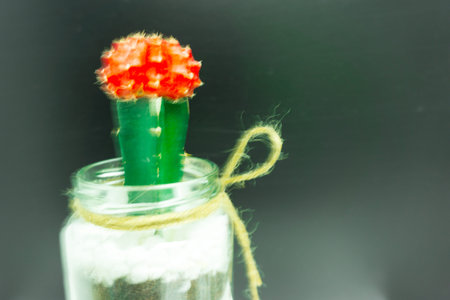 Blur cactus in jar, black background
