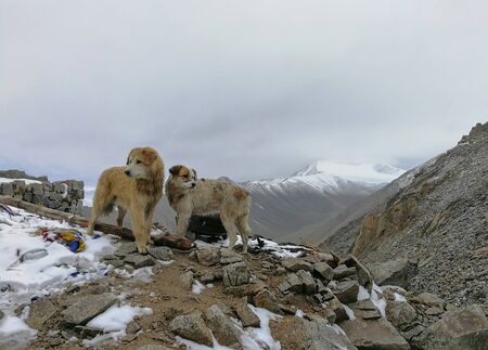 Two adventure dogs are dirty on a high snow mountain.の写真素材
