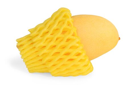 Ripe mango in the yellow fruit mesh sleeve.の写真素材