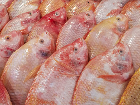 Closeup photo of Red Tilapia Fish on shelf. Texture background of fresh ingredient in supermarket.