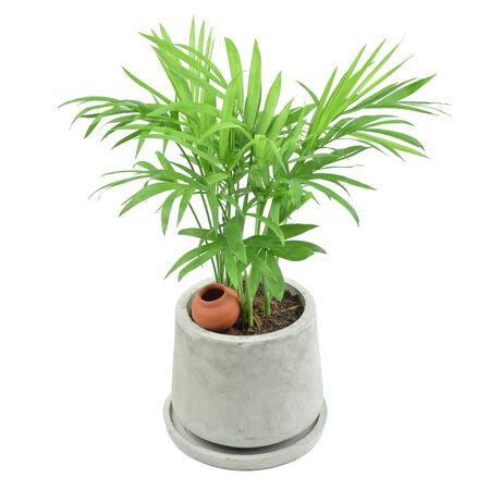 Green howea palm-tree in mortar pot isolated on white background.の写真素材