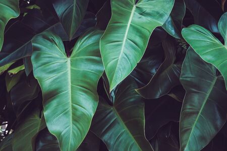 Close-up Syngonium podophyllum leaf, tropical green foliage. Beautiful dark tone nature background.の写真素材