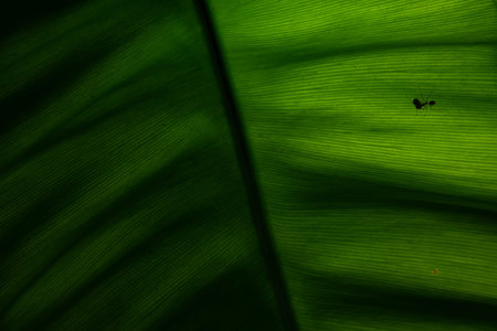 Tropical dark green leaf texture in backlight with silhouette of ant. Macro abstract nature...