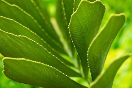 Close-up top view of orchid leaf, tropical green foliage in rainforest garden. Beautiful green nature background.の写真素材
