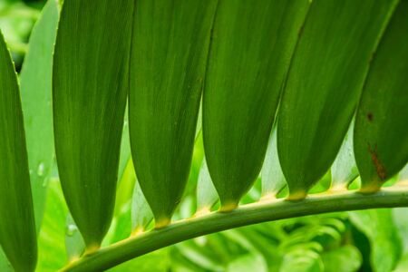 Close-up low angle view of orchid leaf, tropical green foliage in rainforest garden. Beautiful green nature background.の写真素材