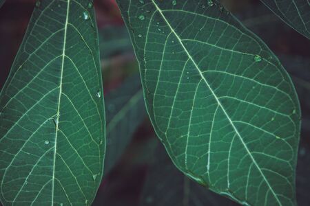 Close-up texture of Cassava leaf, tropical green foliage. Beautiful dark tone nature pattern background.の写真素材