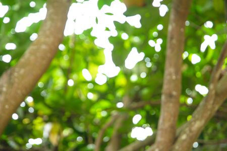 Abstract blur the green natural background of a low angle view of a tree with bokeh in bright sunlight.の写真素材