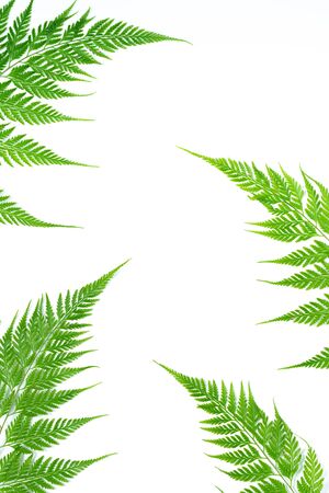 Creative green nature layout made of tropical fern leaf, foliage on white background. Flat lay, top view summer concept.の写真素材
