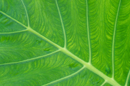 Close up elephant ear plant or Colocasia esculenta leaf. Texture details of tropical green foliage in rainforest garden. Abstract beautiful natural background.の写真素材