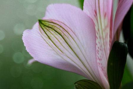 pink blossomの写真素材