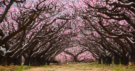 Peach blossomの写真素材