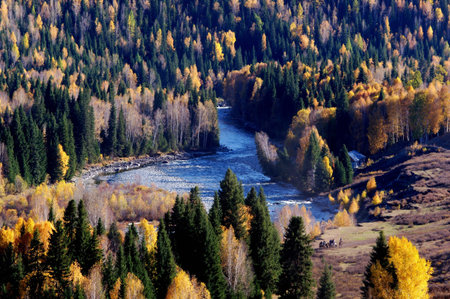 The white birch forest 