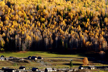 The white birch forestの写真素材