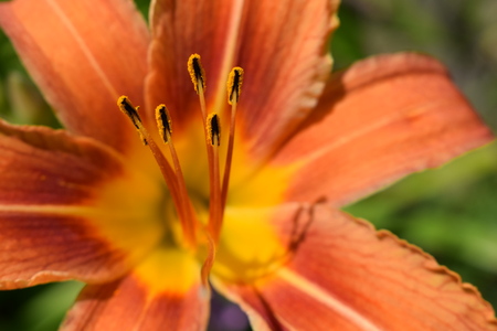 Beautiful Orange Lilium, Orange King's Lily (Lilium Regale),Regal Lily, Or Trumpet Liliesabstract, background, beautiful, bloom, blossom, blur, botanical, botany, bright, bulbous, close, closeup, color, design, detail, environment, flora, floral, flower, の写真素材