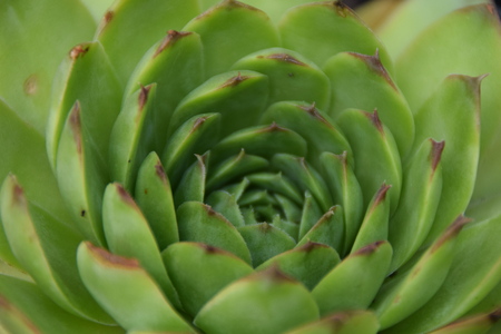 house leeks flowers, sempervivumの写真素材