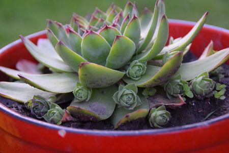 Beautiful  houseleeks, empervivum flowerの写真素材
