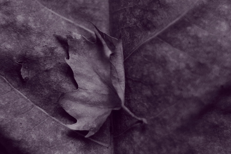 The leaves, purple versionの写真素材
