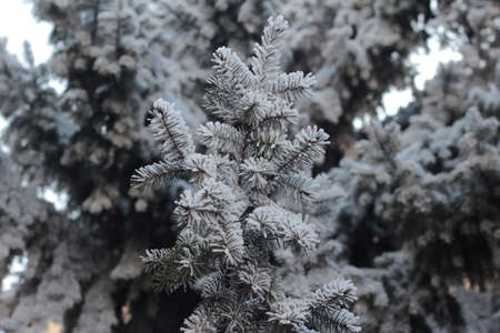 The cold winter timeの写真素材