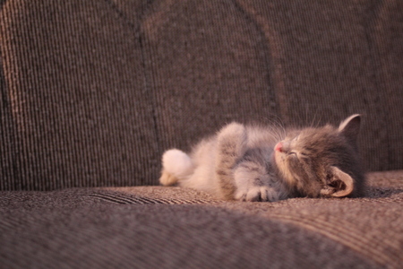 Cute little kitten sleepsの写真素材