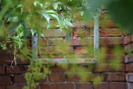 wooden frame on a wall in the gardenの写真素材