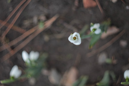 snowdrop-the herald of the spring