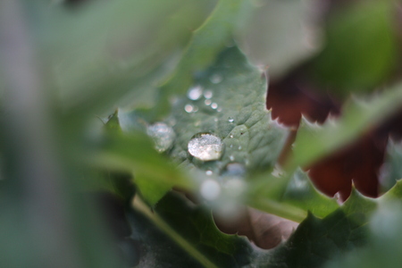 dew on the meadowの写真素材