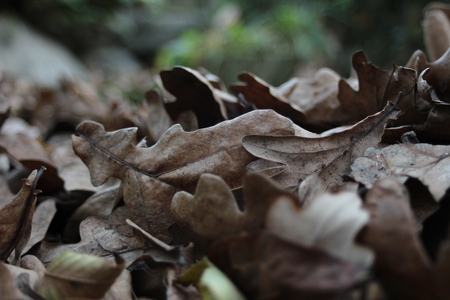Leaves on the groundの写真素材