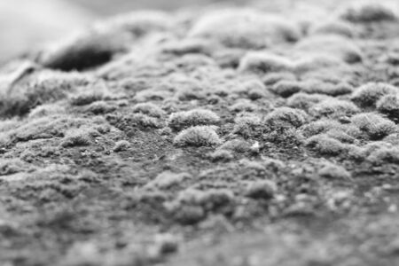 Moss covers the surface, black and white photoの写真素材