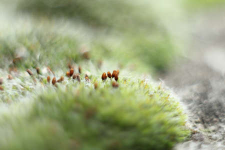 Moss and capsule,macroの写真素材