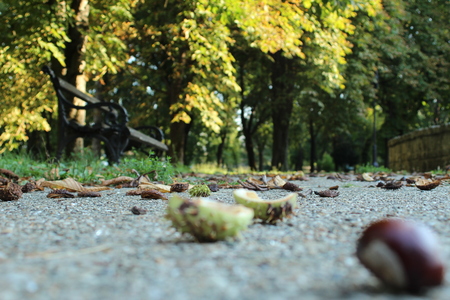 chestnuts in the parkの写真素材